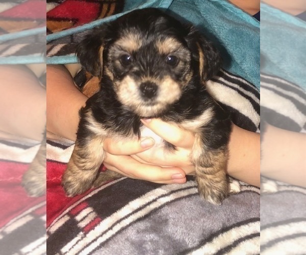 Medium Photo #39  Breeder Profile in SCOTTSDALE, AZ, USA