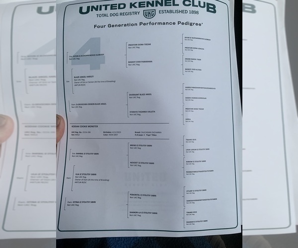 Medium Photo #10  Breeder Profile in AKELEY, MN, USA