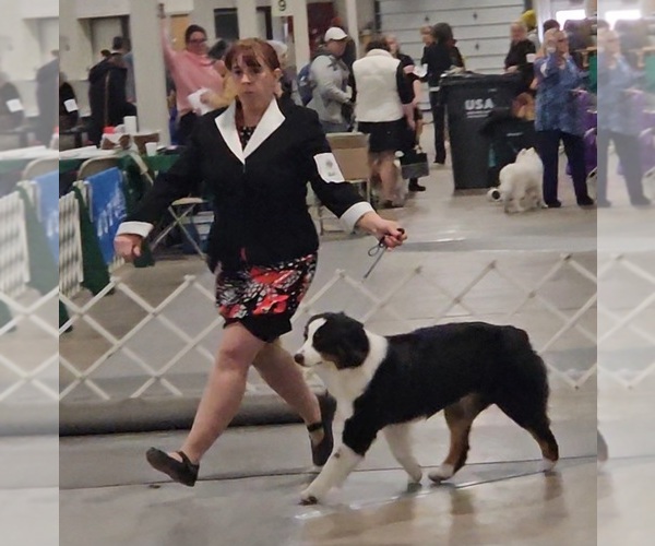 Medium Photo #1  Breeder Profile in MANCHESTER, NH, USA