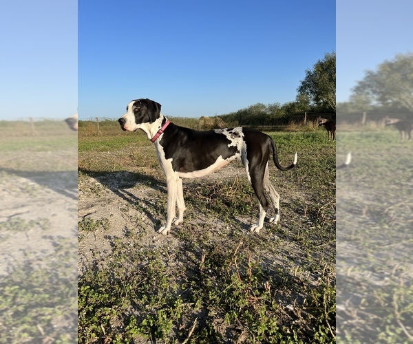 Medium Photo #1  Breeder Profile in ORANGE GROVE, TX, USA