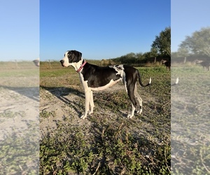 Great Dane Dog Breeder near ORANGE GROVE, TX, USA