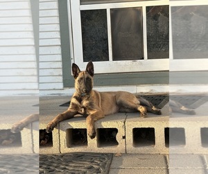 Belgian Malinois Dog Breeder near WILLIAMS, CA, USA