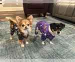 Small #49 Breeder Profile image
