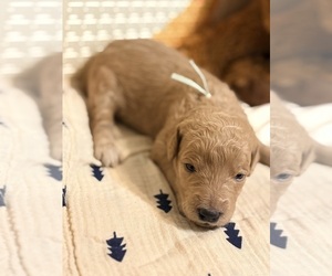 Double Doodle Dog Breeder near EL CAJON, CA, USA