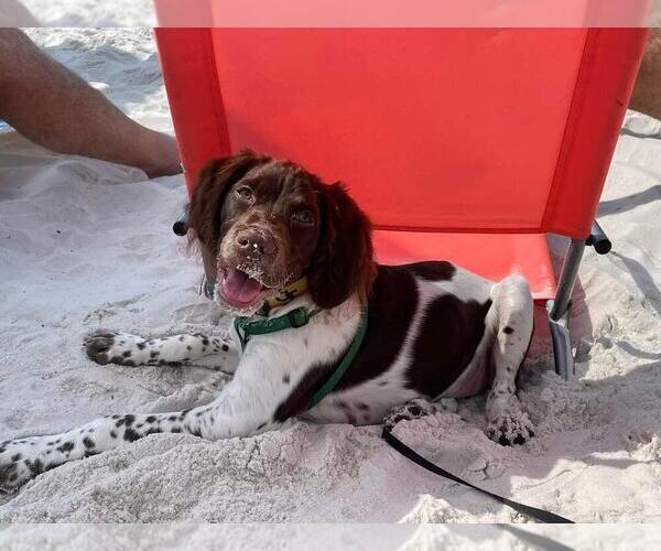 Medium Photo #170  Breeder Profile in HORTENSE, GA, USA