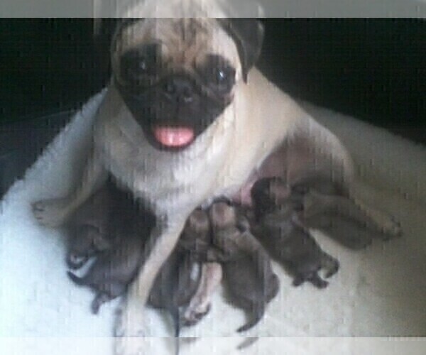Medium Photo #1  Breeder Profile in ROUND ROCK, TX, USA