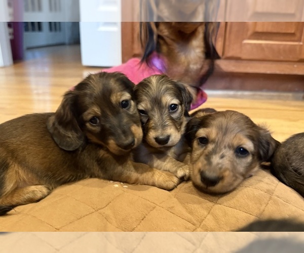Medium Photo #30  Breeder Profile in LANEXA, VA, USA