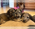 Small #29 Breeder Profile image