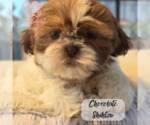 Small #12 Breeder Profile image