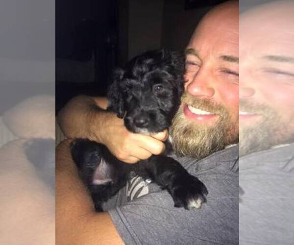 Medium Photo #1  Breeder Profile in BUFFALO, NY, USA