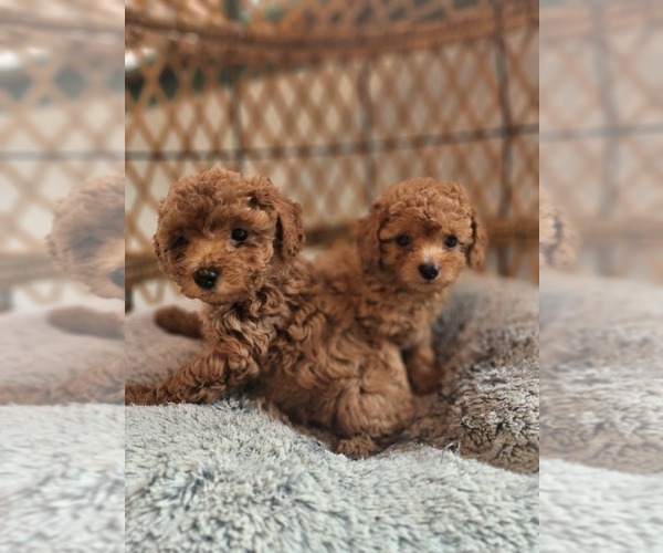 Medium Photo #9  Breeder Profile in NEENAH, WI, USA