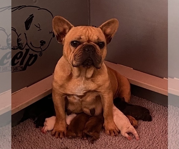 Medium Photo #2  Breeder Profile in SIOUX FALLS, SD, USA