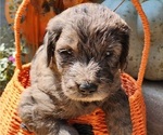 Small #14 Breeder Profile image