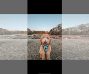 Main photo of Labradoodle Dog Breeder near CULLMAN, AL, USA