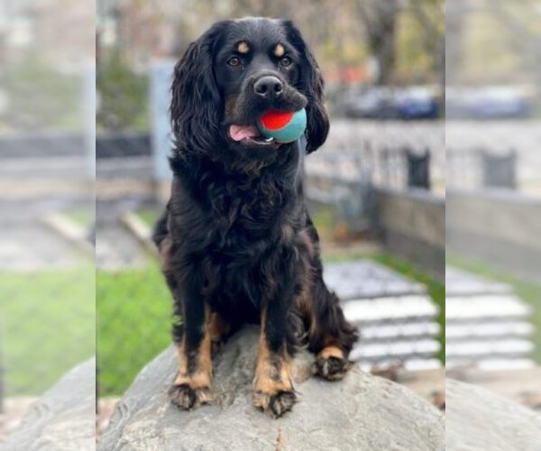 Medium Photo #10  Breeder Profile in Aylmer, Ontario, Canada