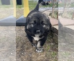 Small #31 Breeder Profile image