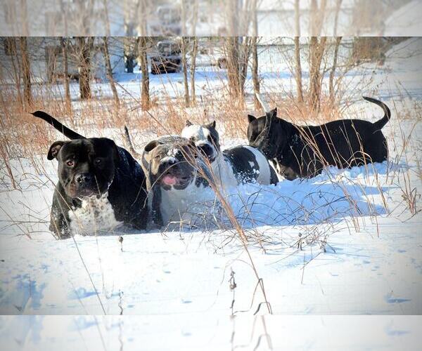 Medium Photo #1  Breeder Profile in HASTINGS, MN, USA