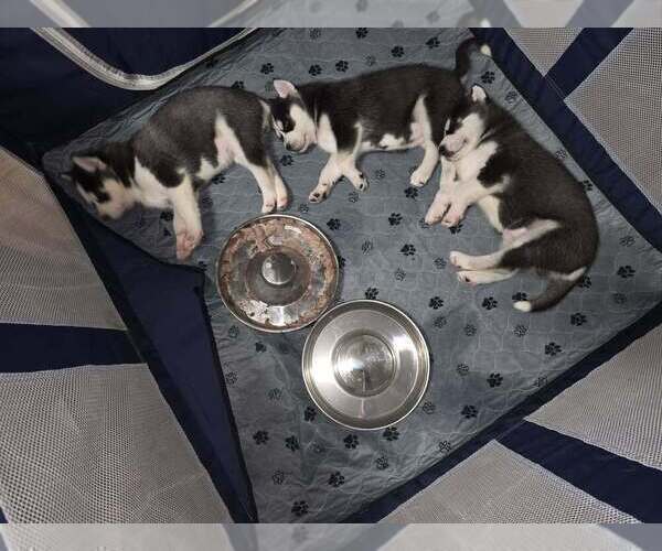 Medium Photo #2  Breeder Profile in ALTON, IL, USA
