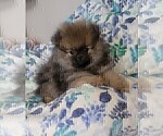 Small #16 Breeder Profile image