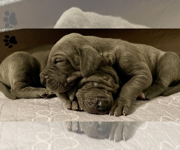 Medium Photo #1  Breeder Profile in TALLAHASSEE, FL, USA