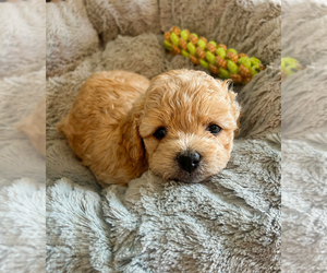 Poodle (Toy) Dog Breeder near AVONDALE-GOODYEAR, AZ, USA