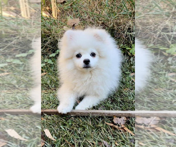 Medium Photo #1  Breeder Profile in HARRISBURG, NC, USA