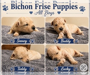 Bichon Frise Dog Breeder near MILLEDGEVILLE, GA, USA