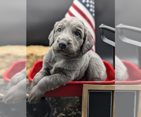 Medium Photo #7  Breeder Profile in EVART, MI, USA