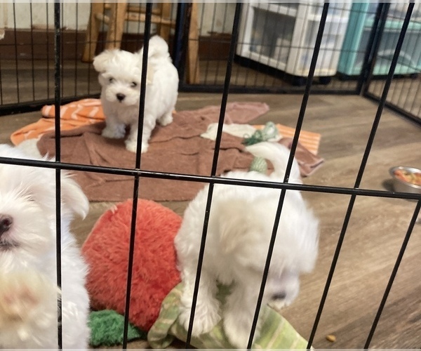 Medium Photo #1  Breeder Profile in FARMINGTON, KY, USA