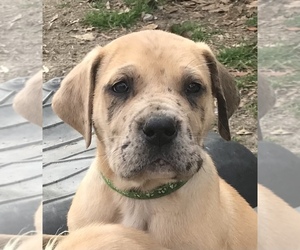 Great Dane Dog Breeder in THOMSON,  USA