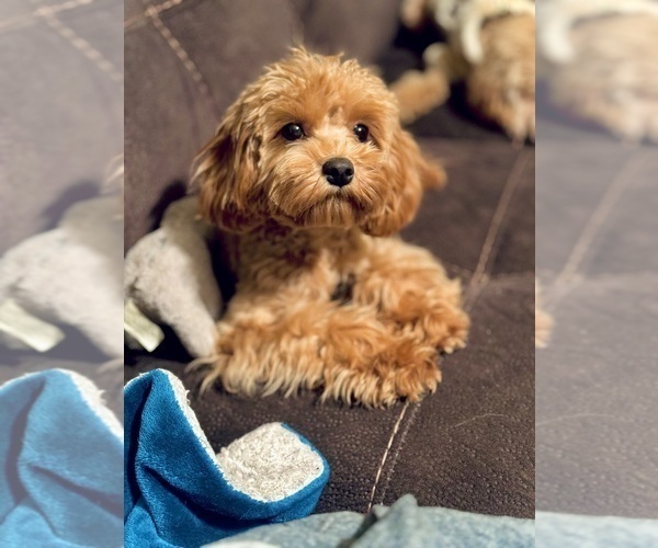 Medium Photo #10  Breeder Profile in CONROE, TX, USA