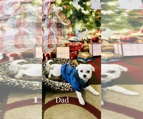 Medium Photo #1  Breeder Profile in SAN ANTONIO, TX, USA