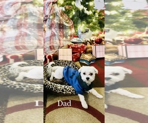 Maltese Dog Breeder near SAN ANTONIO, TX, USA