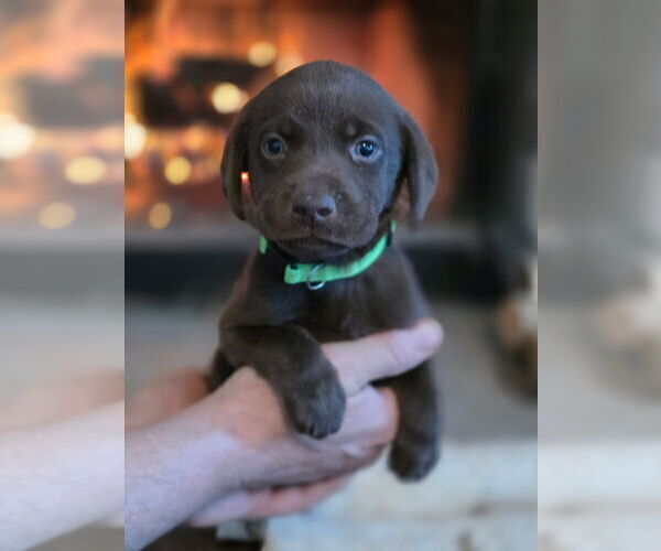 Medium Photo #18  Breeder Profile in FLORA, IL, USA