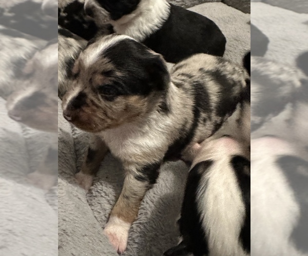 Medium Photo #1  Breeder Profile in NATIONAL CITY, CA, USA