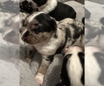 Small breeder photo