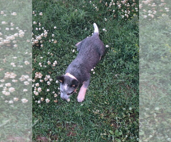 Medium Photo #12  Breeder Profile in HAWARDEN, IA, USA