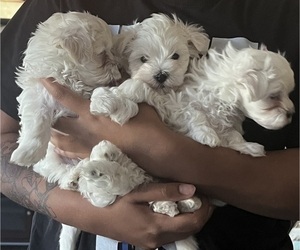 Maltese Dog Breeder near FREDERICKSBURG, VA, USA