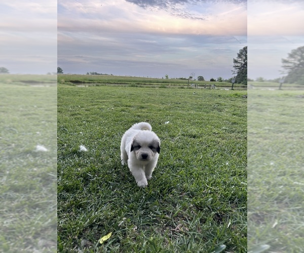 Medium Photo #3  Breeder Profile in MARSHVILLE, NC, USA