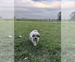 Small #2 Breeder Profile image
