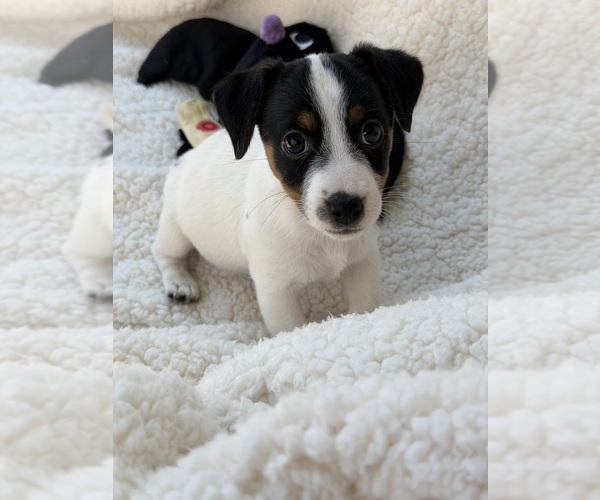 Medium Photo #4  Breeder Profile in WALTON, NY, USA