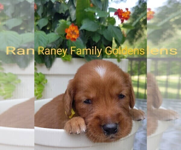 Medium Photo #10  Breeder Profile in LABADIE, MO, USA