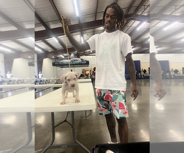 Medium Photo #1  Breeder Profile in MEMPHIS, TN, USA