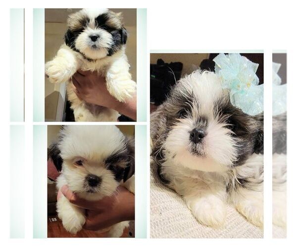 Medium Photo #1  Breeder Profile in WENATCHEE, WA, USA