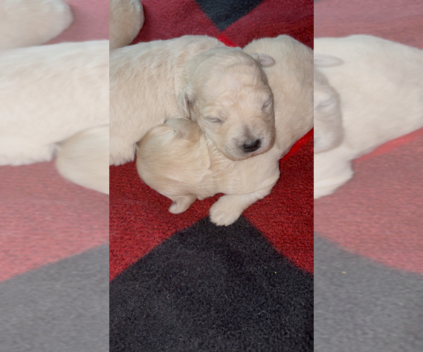 Medium Photo #7  Breeder Profile in BURLINGAME, CA, USA