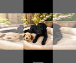 Small #2 Breeder Profile image