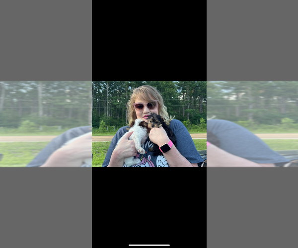 Medium Photo #20  Breeder Profile in BROOKHAVEN, MS, USA