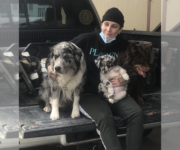 Medium Photo #92  Breeder Profile in SUNNYVALE, CA, USA