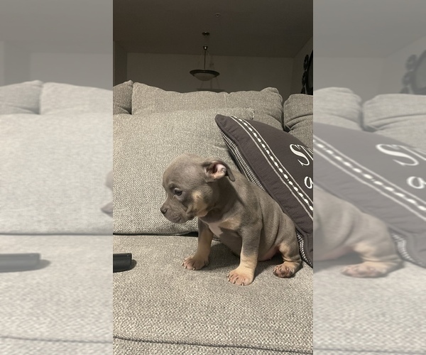 Medium Photo #1  Breeder Profile in STOCKBRIDGE, GA, USA