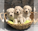 Small #4 Breeder Profile image